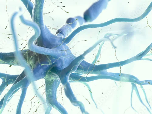 Peripheres Nervensystem